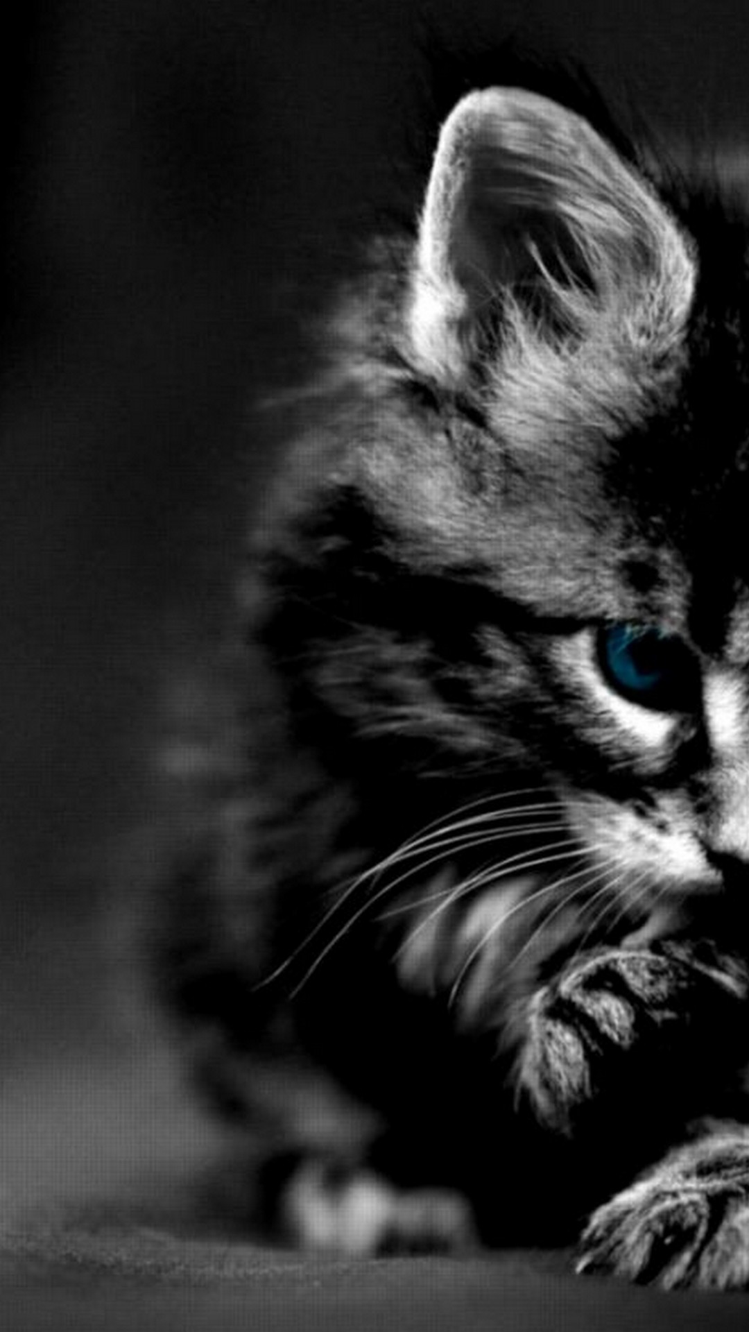 Ultra-HD mobile wallpapers - Blue eyes cat with black background Download  4k iPhone mobile wallpaper #cat #catwallpaper #blackcat #portrait  #mobilephotography | Facebook