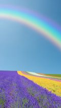 Rainbow Colors iPhone 7 Wallpaper HD