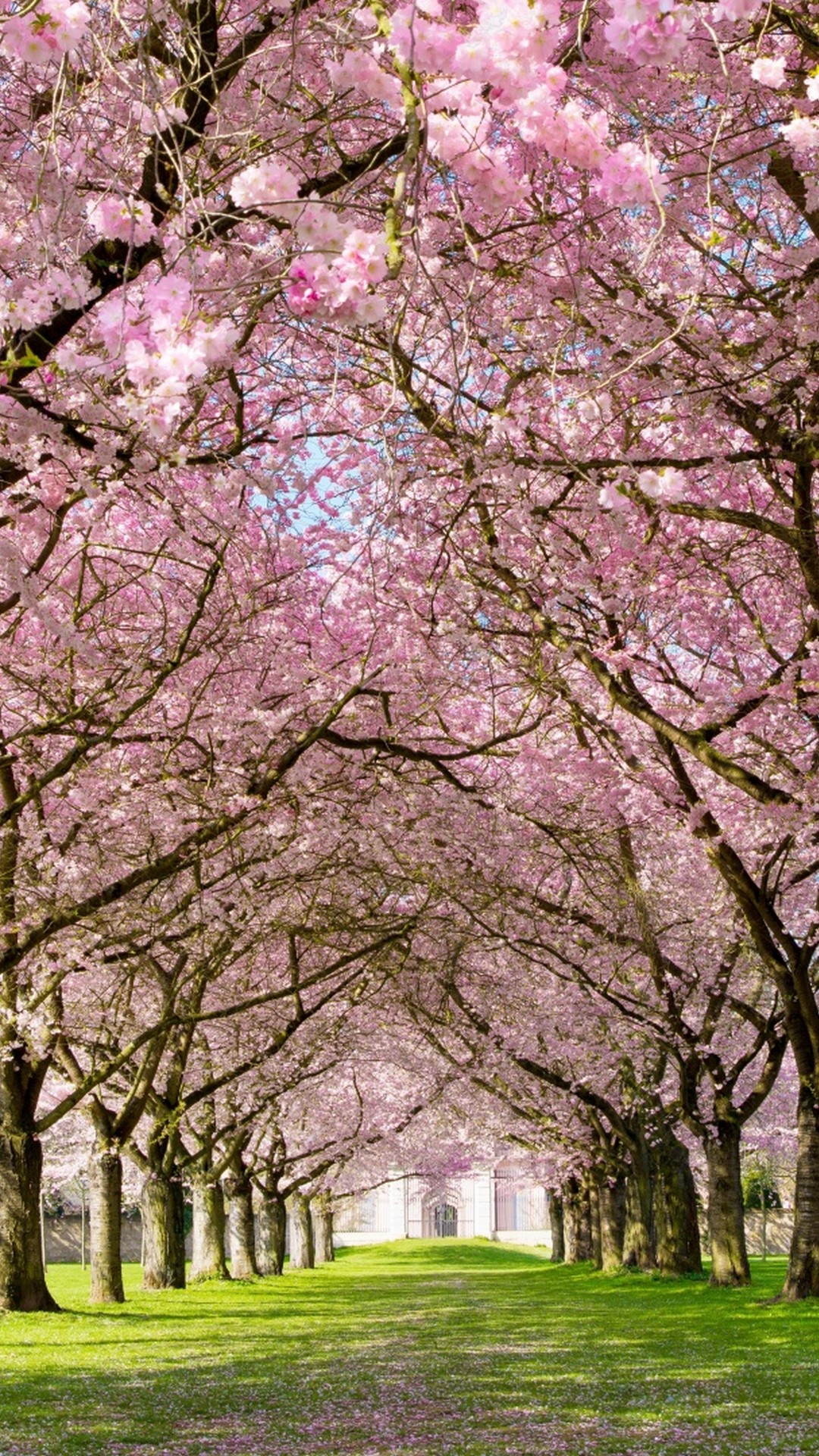 Spring iPhone 6 Wallpaper HD - 2023 Phone Wallpaper HD