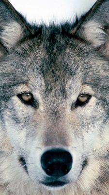 Cool Wolf Wallpaper for Phones With high-resolution 1080X1920 pixel. Download all Mobile Wallpapers and Use them as wallpapers for your iPhone, Tablet, iPad, Android and other mobile devices