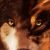 Cool Wolf i Phones Wallpaper