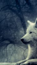 Cool Wolf iPhone 6 Wallpaper HD